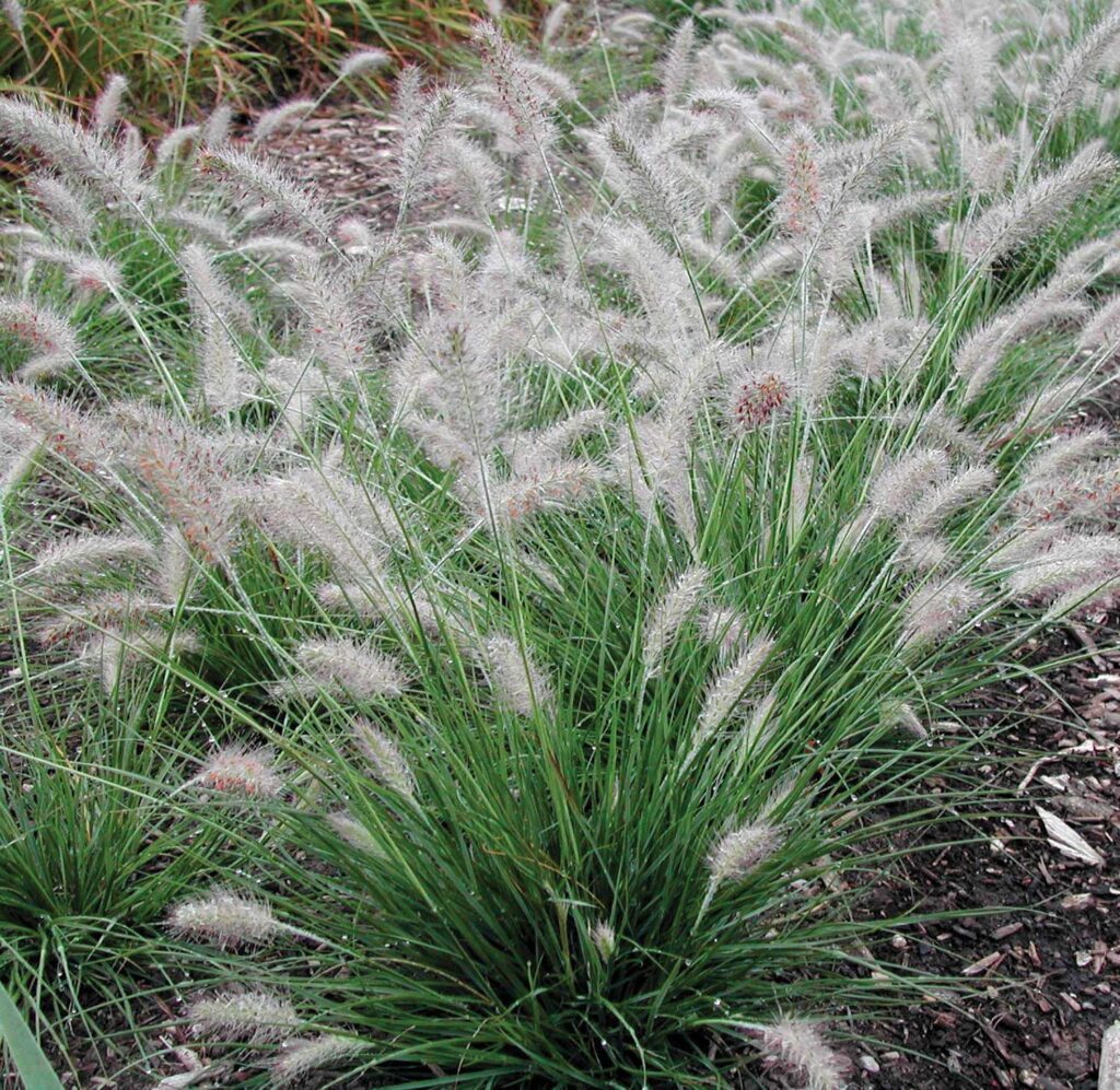 fountain grass in the landscape