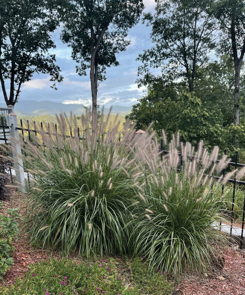 fountain grass in the landscape