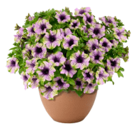 potted purple petunia