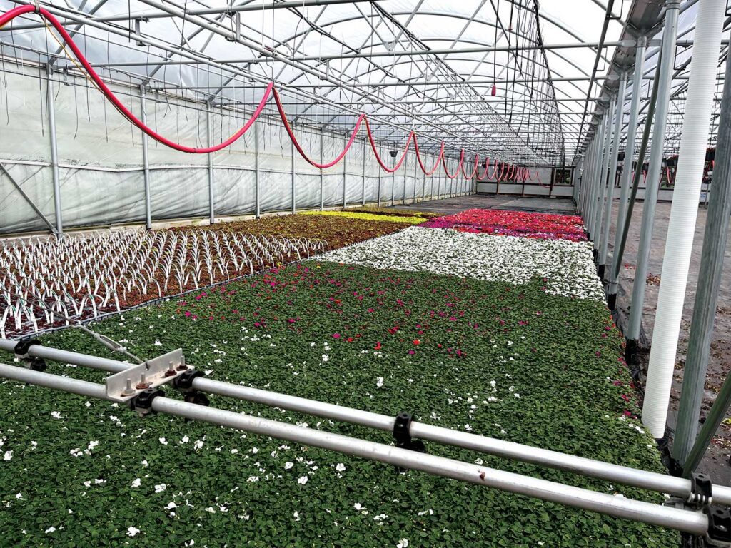 Greenhouse full of plants