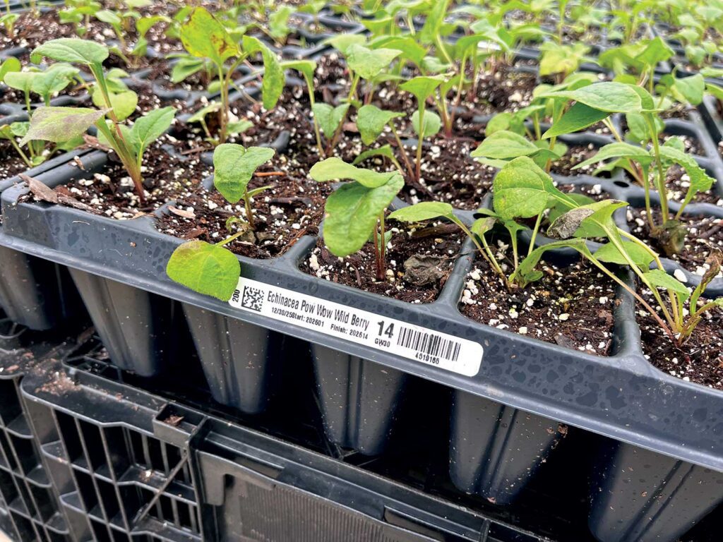Black tray with plants in cells, with a bar code tag on the side for scanning to track inventory