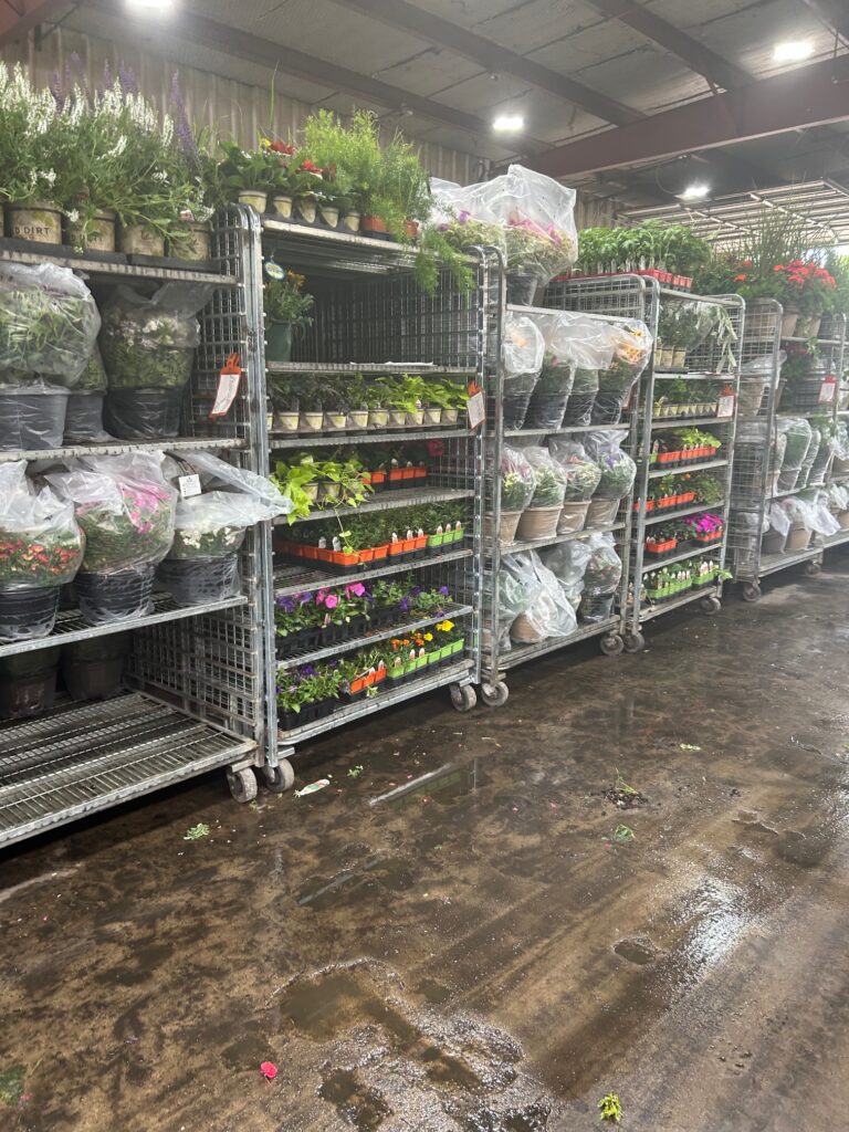 Metal shelving racks filled with trays of plants ready to ship out to customers. 