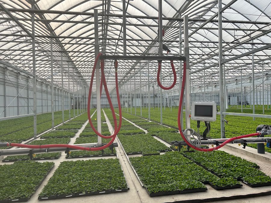 Inside of a greenhouse filled with many trays of plants
