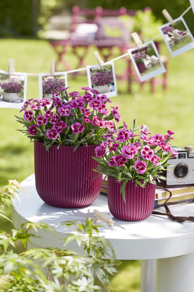 two pink blooming potted dianthus on a table