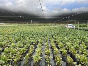 Vykenda insecticide shows thrips, mite control in trials