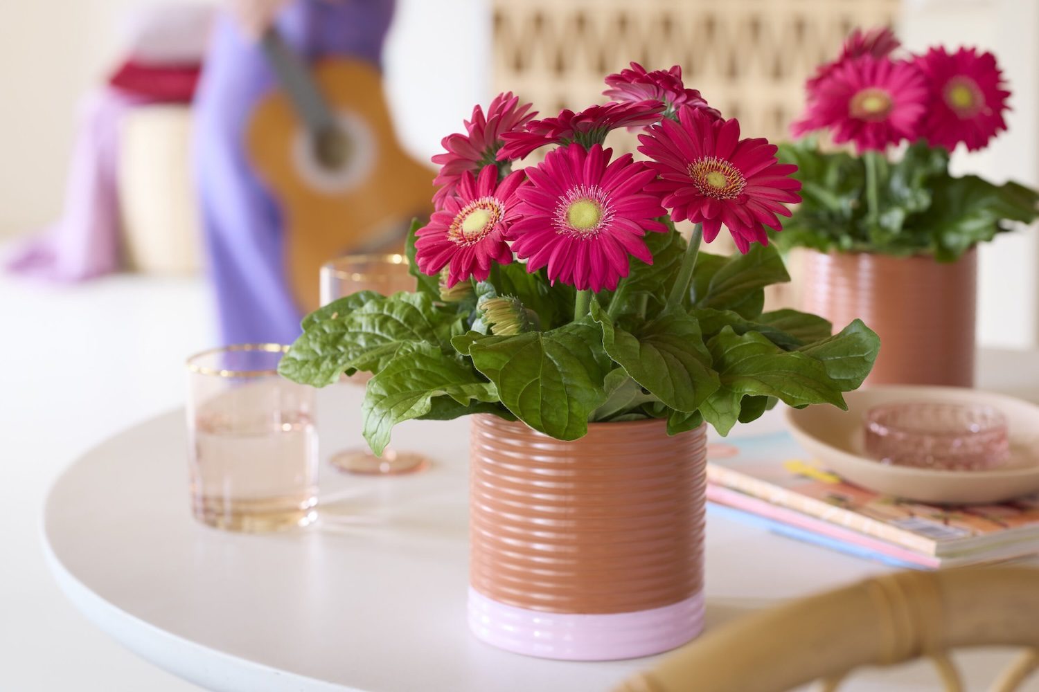 bright pink flowers on a potted gerbera daisy on a table