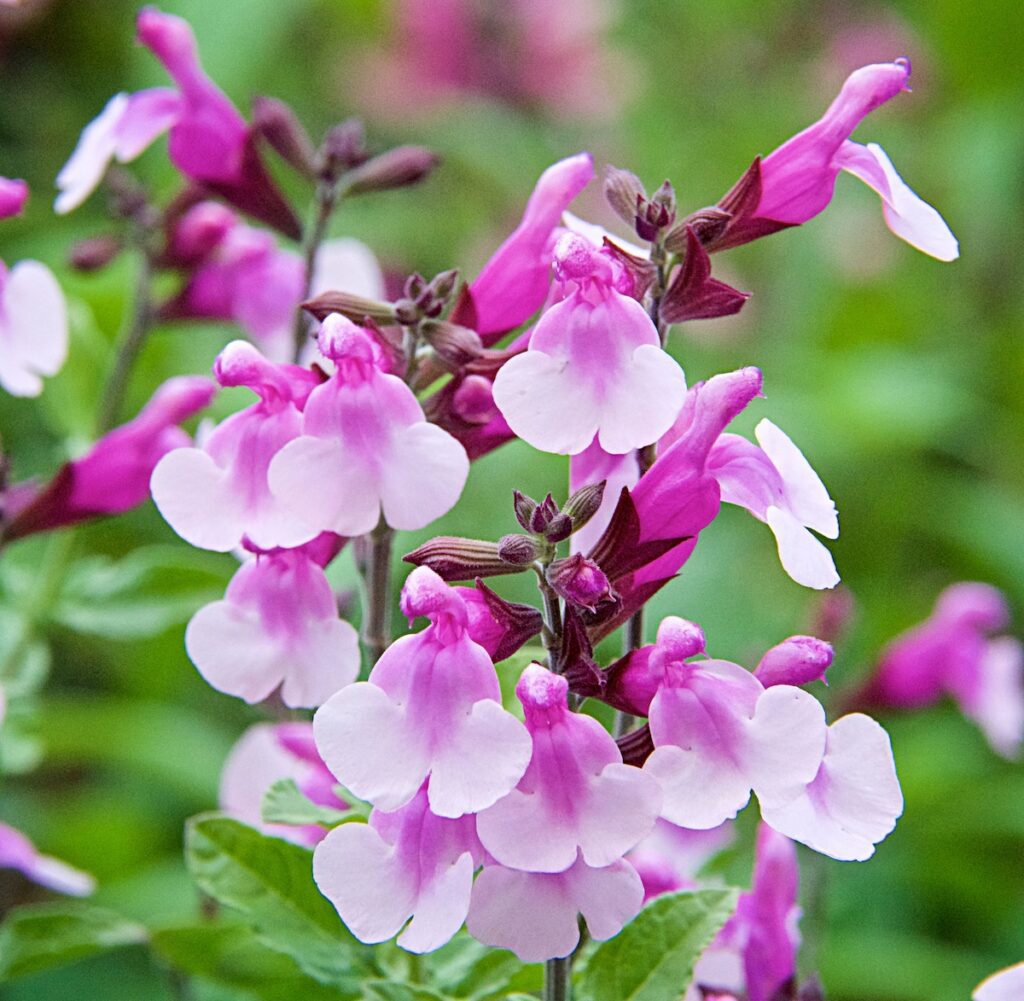 strawberry-pink color salvia flowers
