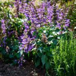 purple blooming salvia