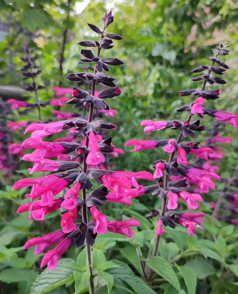cranberry-pink color salvia flowers