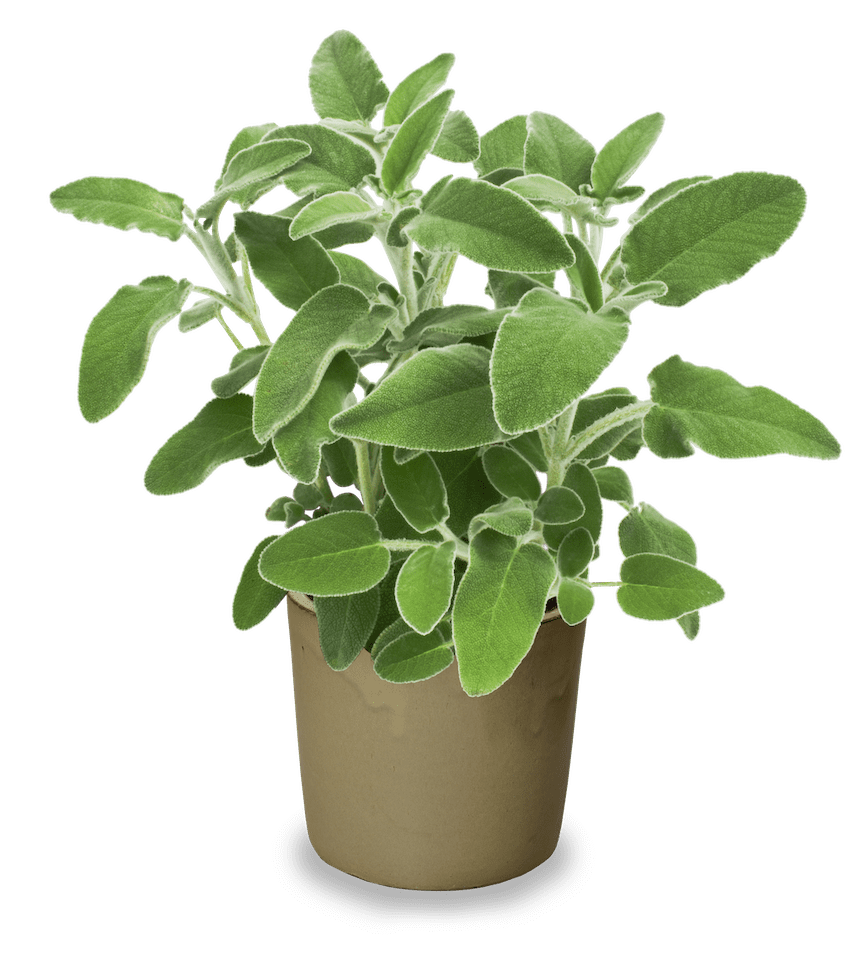 potted salvia plant