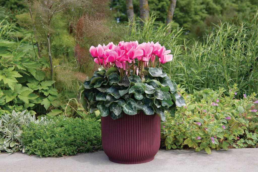 Potted cyclamen with pink upright flowers