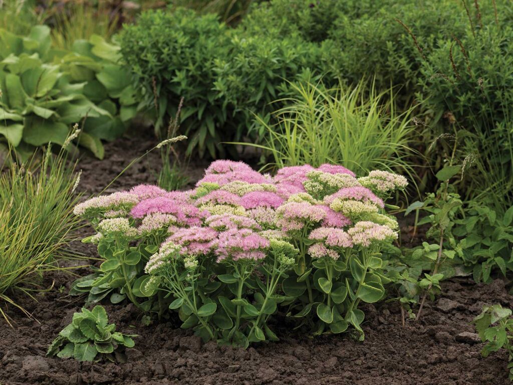 Pink flowering sedum plant in the landscape