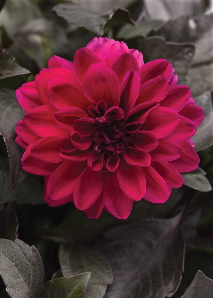 One blooming magenta dahlia flower