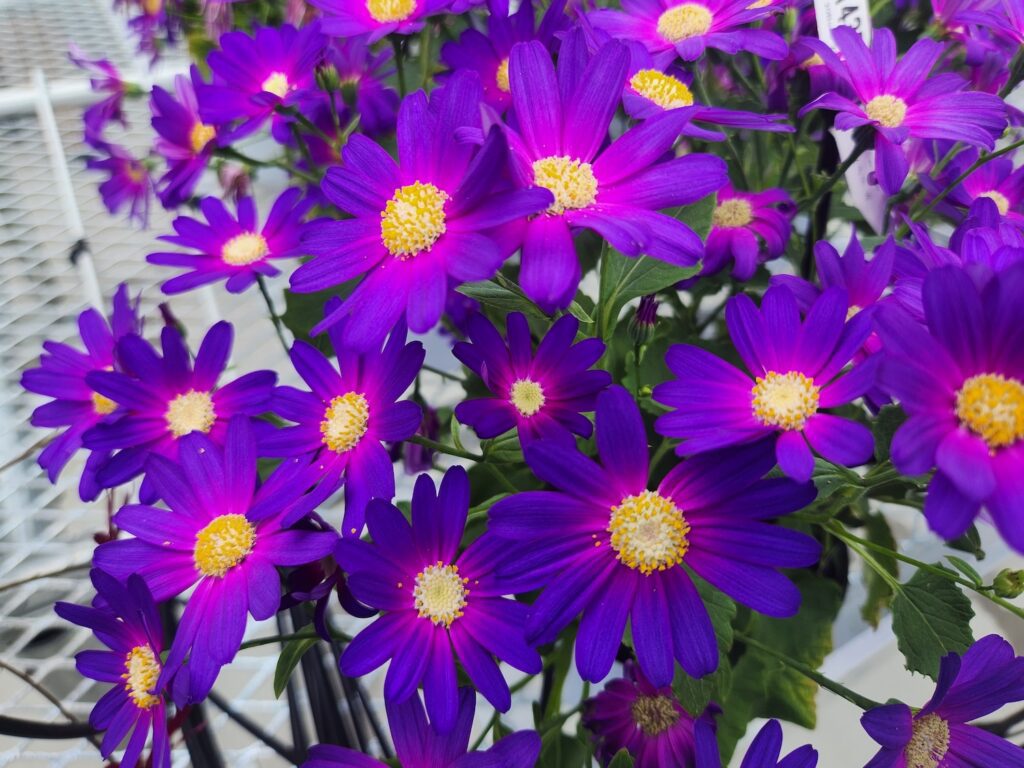 bright purple daisy flowers with yellow center