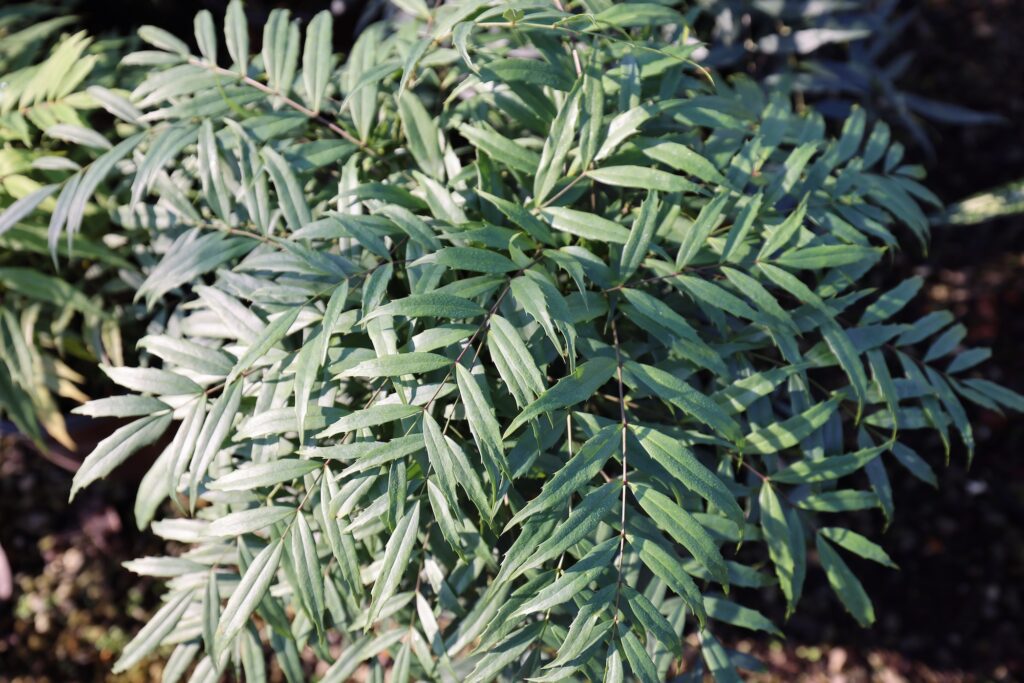 silverish green leaves of mahonia plant