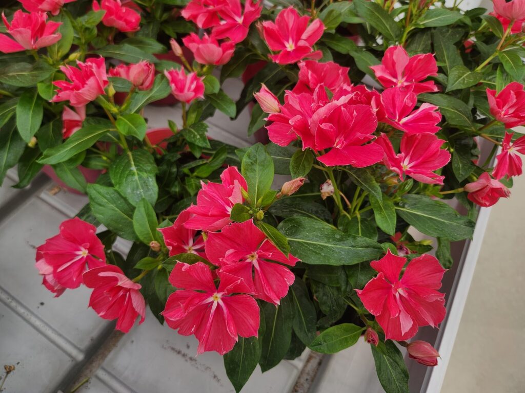 red catharanthus flowers