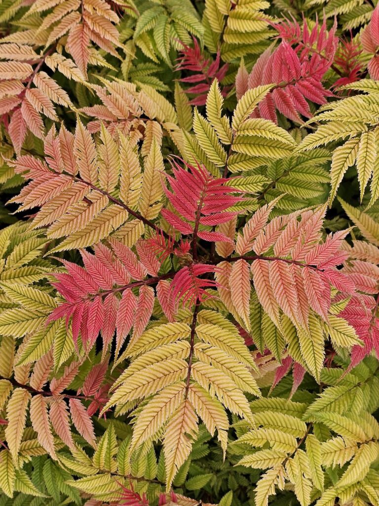 bright red and yellow sorbaria leaves