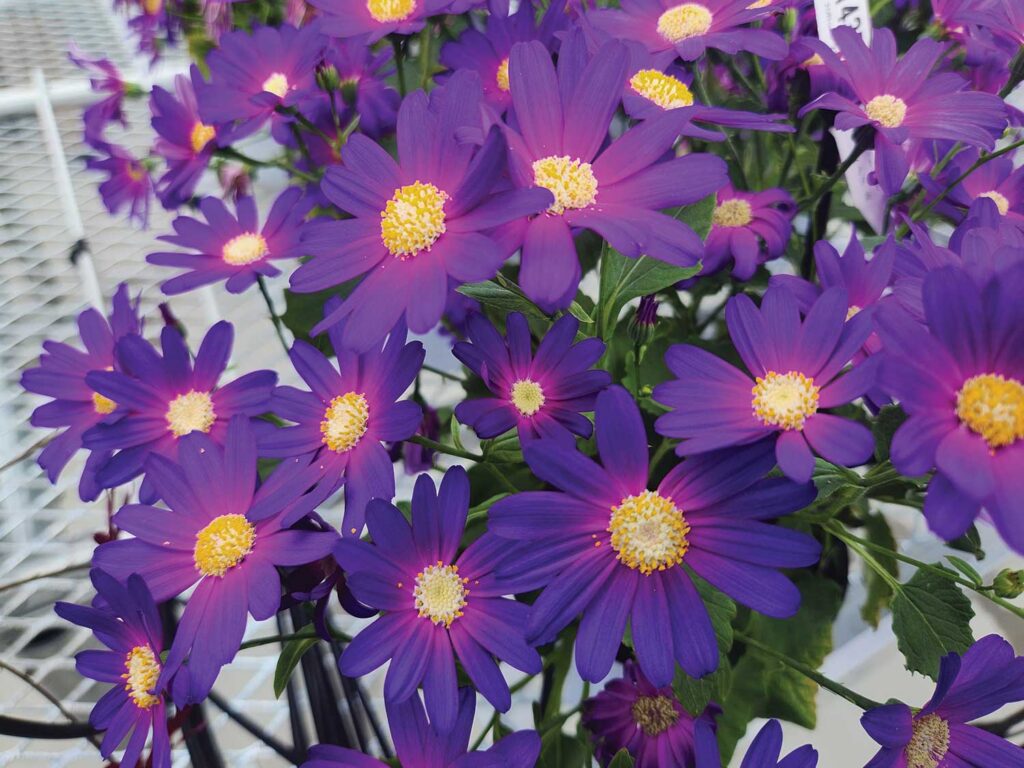Bright purple pericallis daisy flowers
