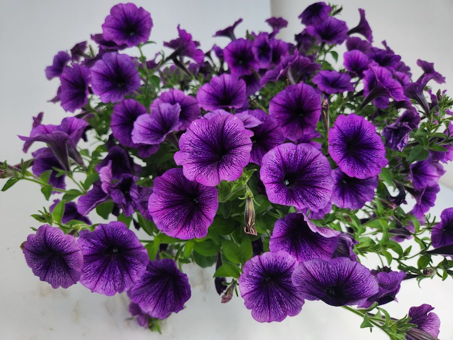 a pot of purple petunias