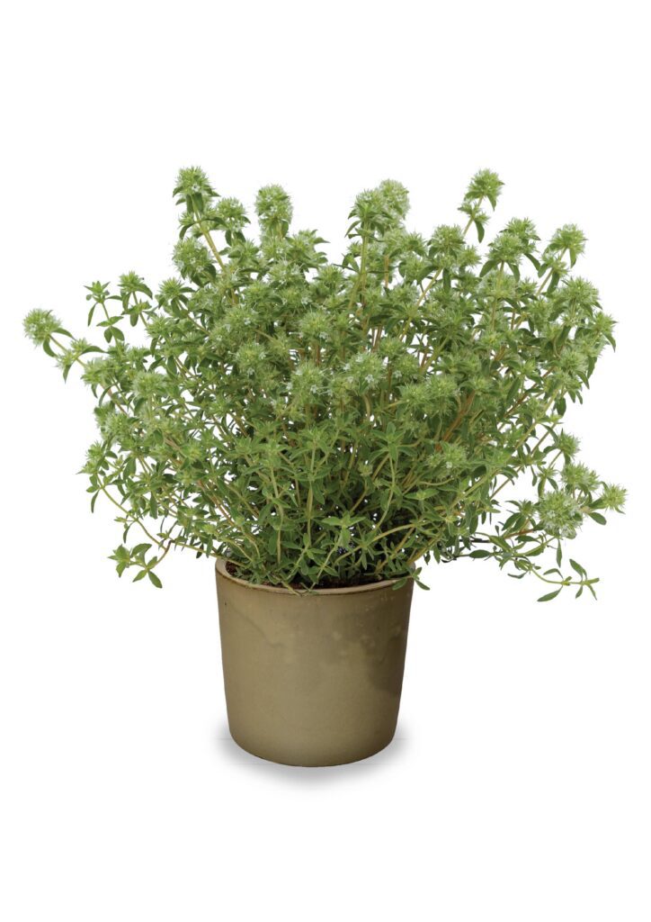 potted thymus