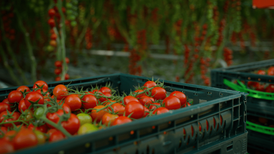A crate of tomatoes