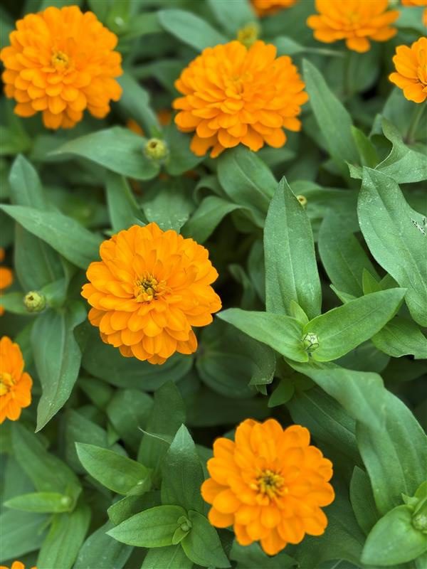 orange zinnia flowers