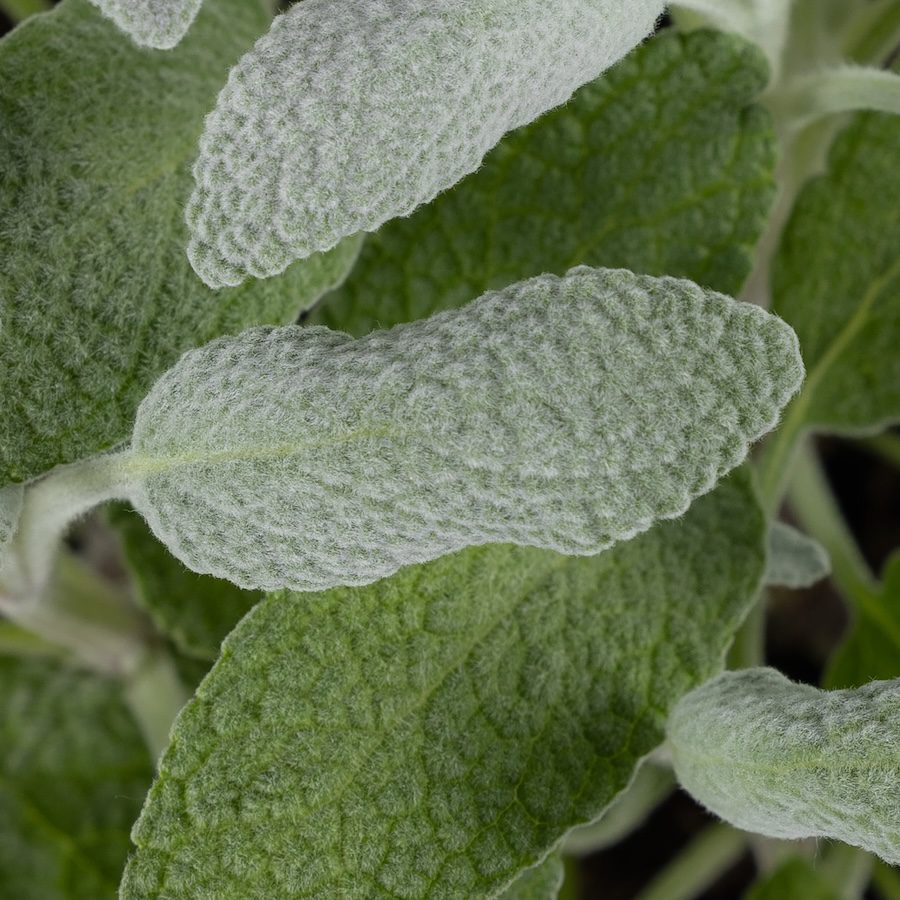 New Hishtil herbs for garden beauty and kitchen use