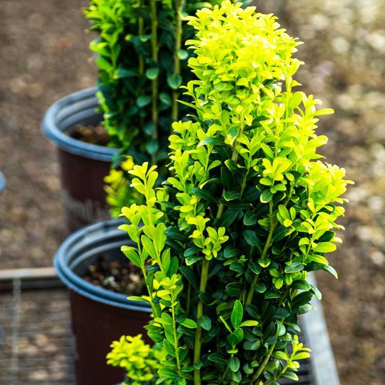 lime green ilex holly bush
