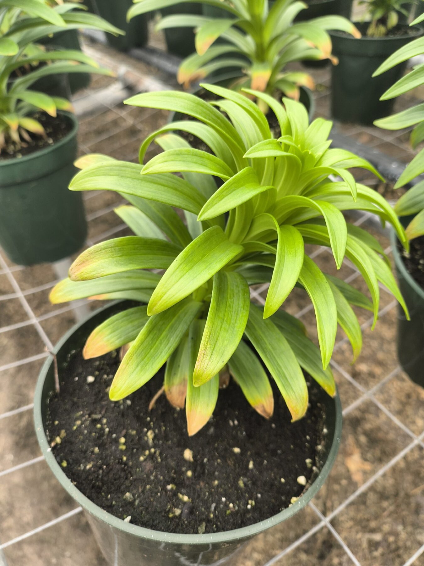 boron toxicity in potted lily plant with yellowed leaves