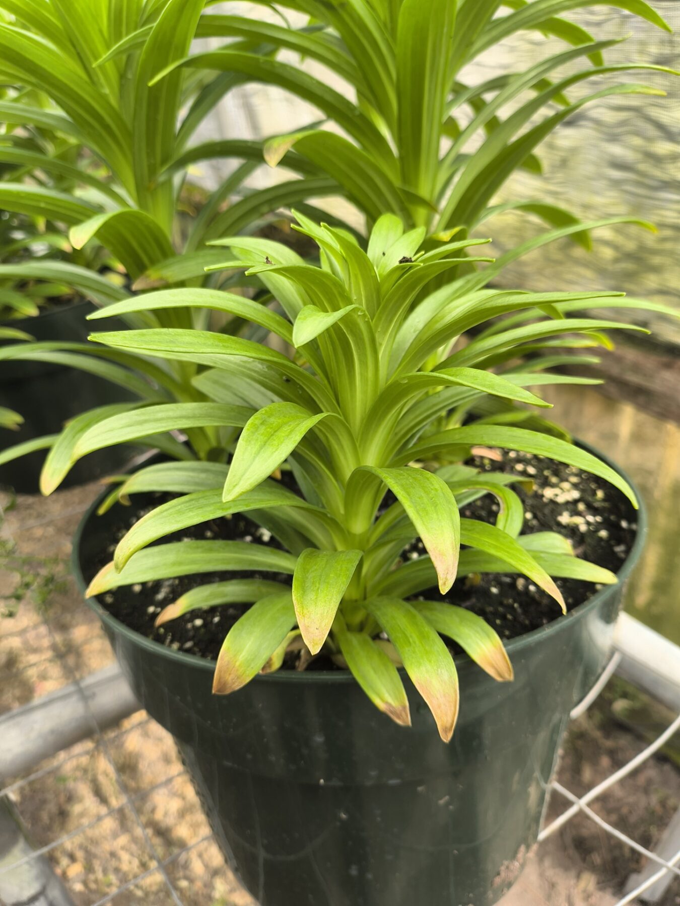 yellowing Lilly plant leaves due to boron toxicity