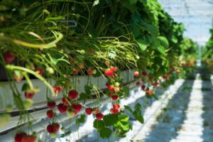 Controlled environment systems could expand US strawberry production in off-season months