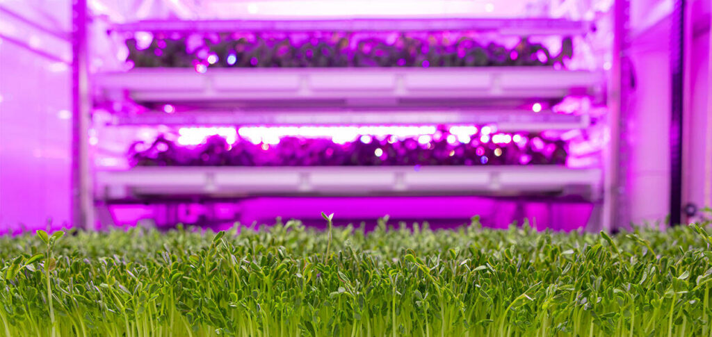indoor controlled growing of plants under purple-colored lighting
