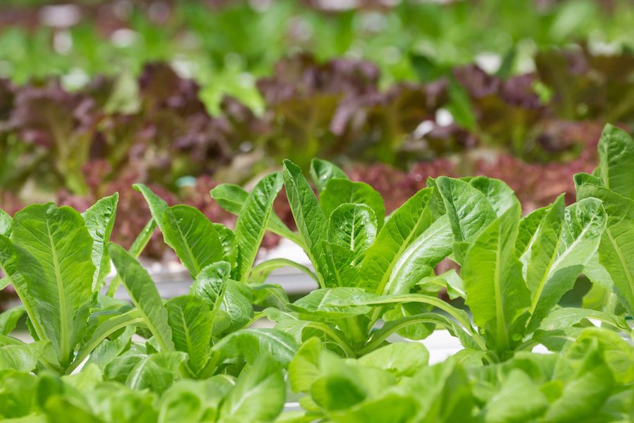 CEA Alliance releases updated food safety guidelines for leafy greens, herbs