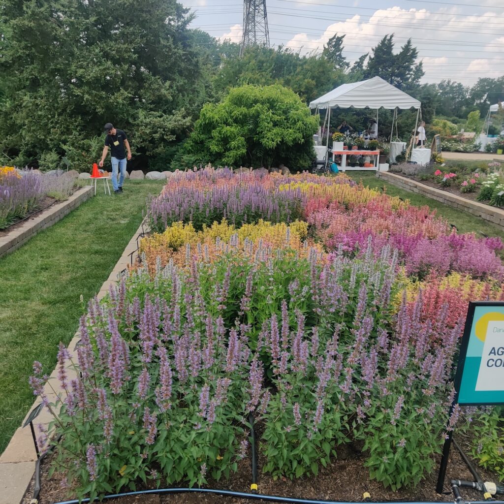flower beds at Darwin Perennials Day event