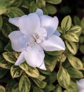 white azalea flowers
