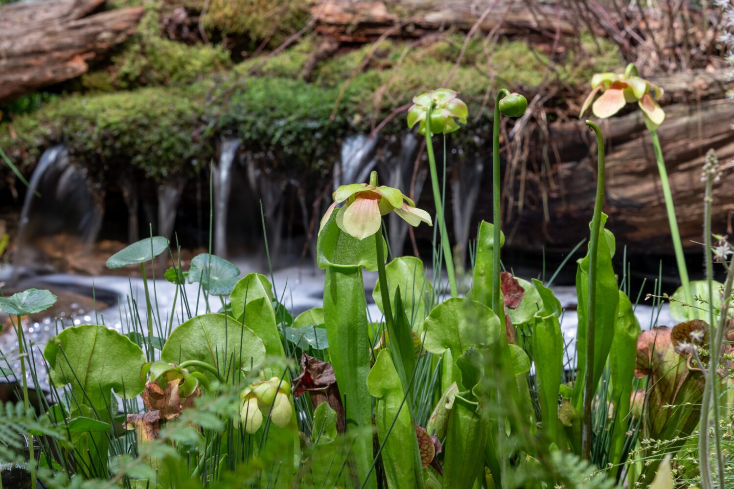 Carnivorous Plants - Photo courtesy of Anne DeLion.