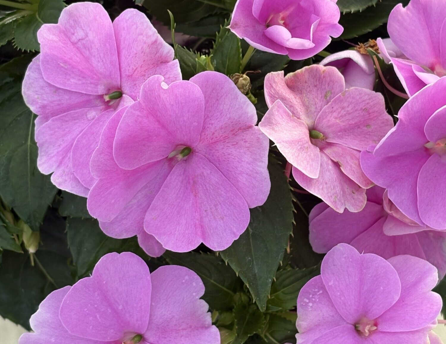 Danziger CAST 2026 Hybrid Impatiens 'Sol Luna Prime Luxe Lavender'