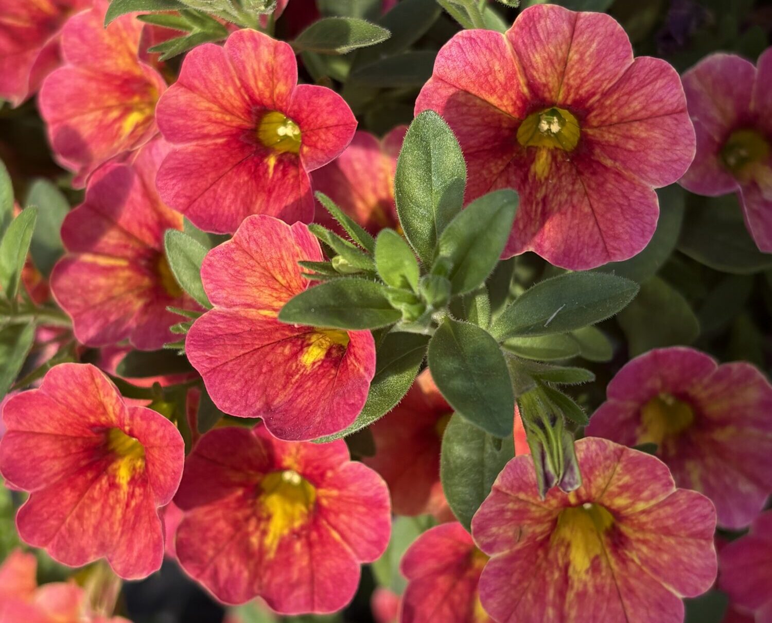 Danziger CAST 2026 Calibrachoa 'Ombre Tyler Glam'