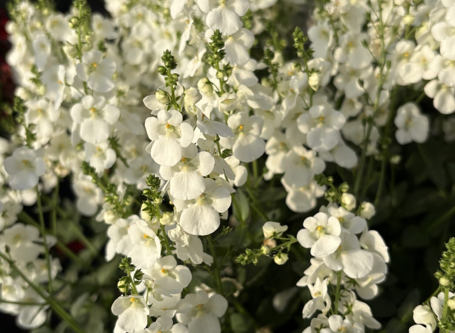 Danziger CAST 2026 Diascia 'Trinity White'