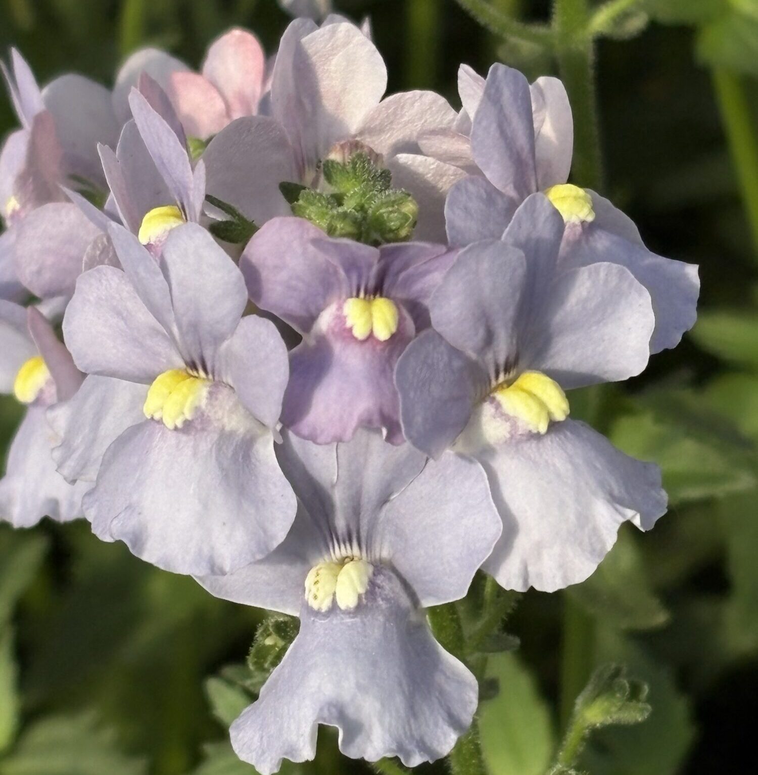 Danziger CAST 2026 Nemesia 'Nesia Arctic Blue' 2