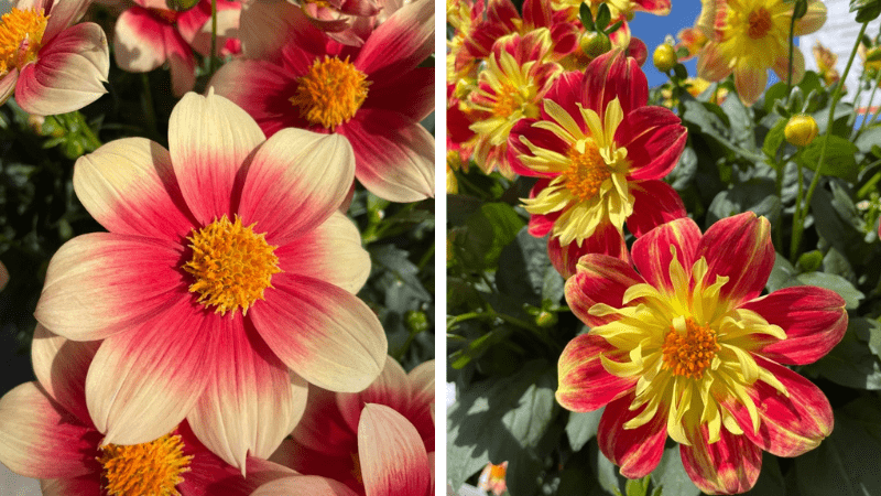Dümmen Orange CAST 2026 Dahlia Summer Bees Salmon Bicolor (left) and Red Star (right)