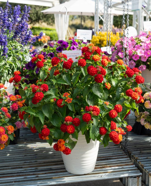 Dümmen Orange CAST 2026 Lantana Havana Cherry Red