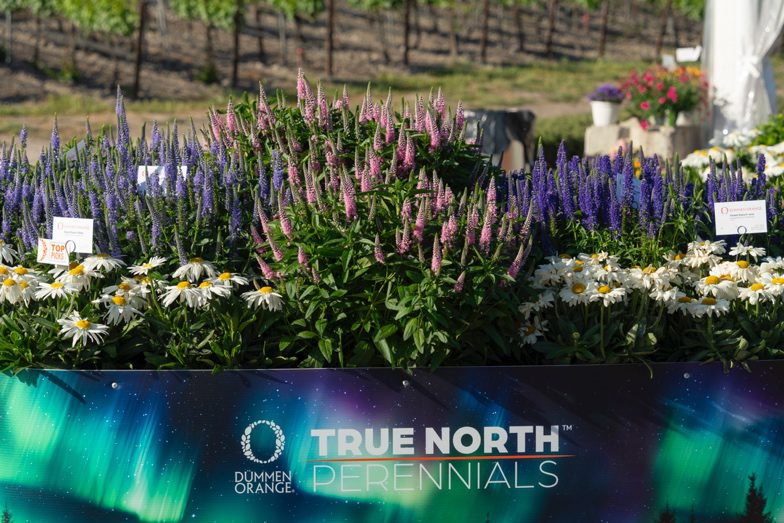 Dümmen Orange CAST 2026 True North Perennials