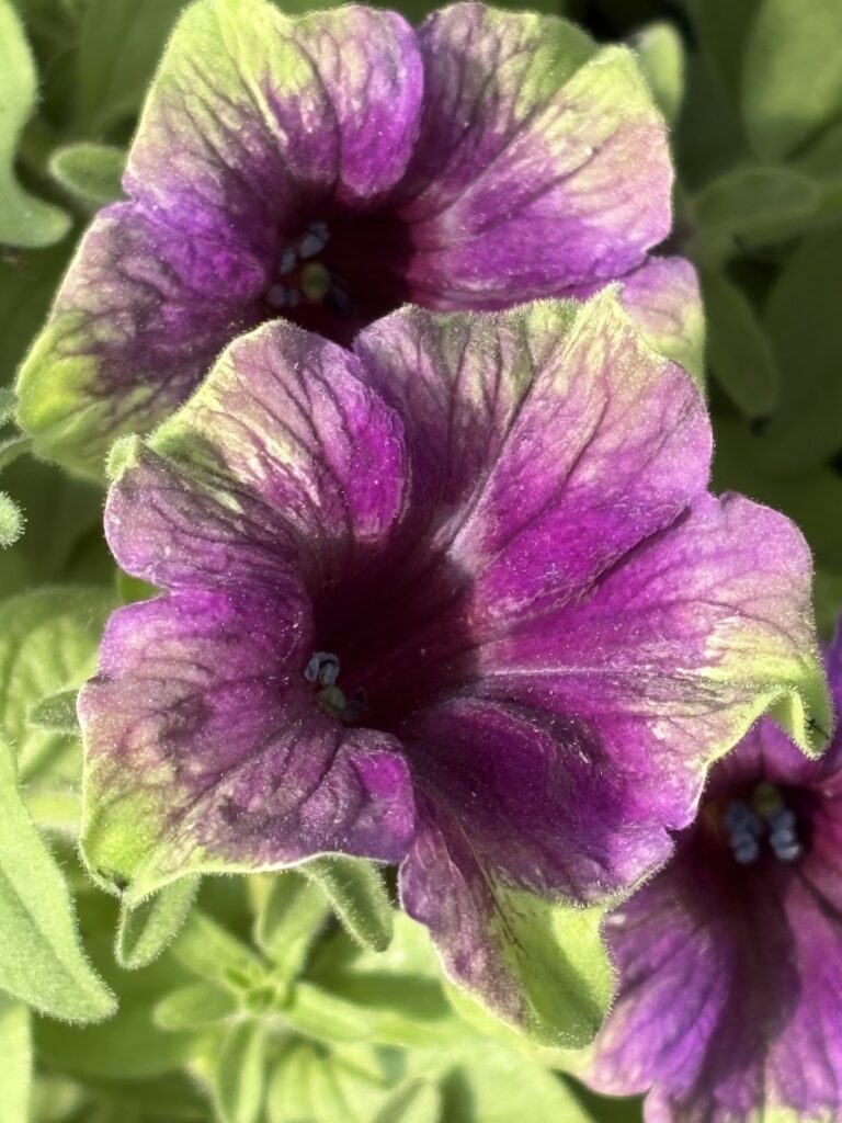purple petunia flowers