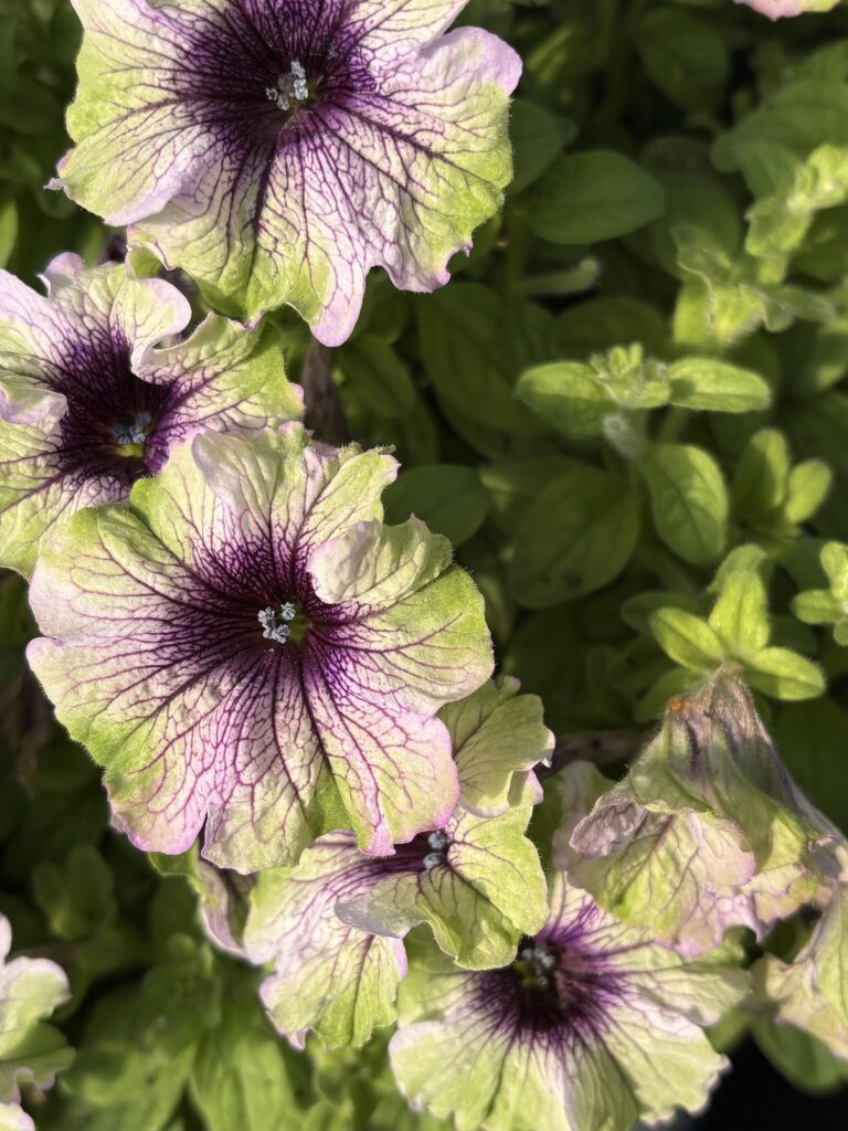 purple petunia flowers
