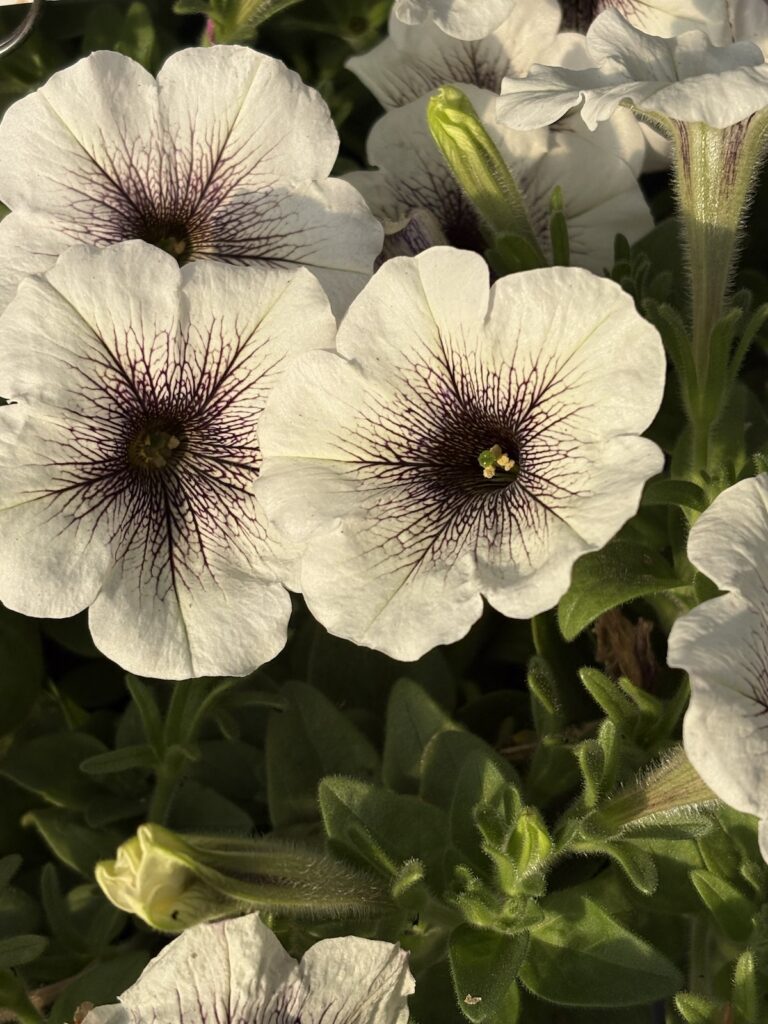 white petunia flowers with dark purple center