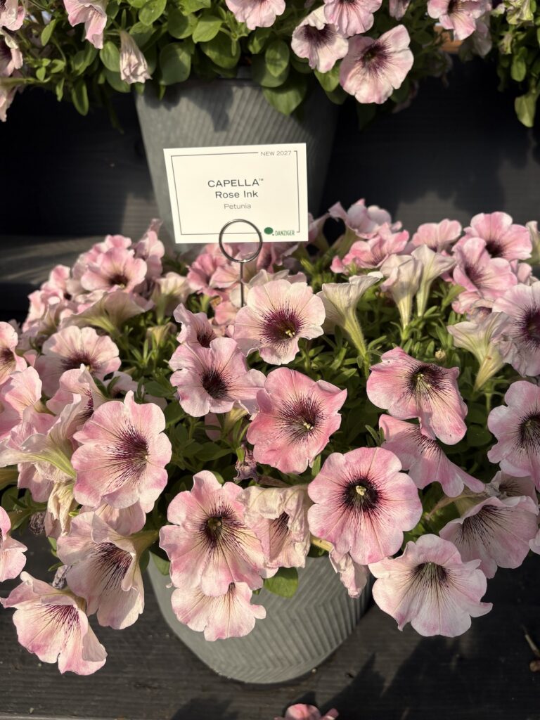 pink petunias with darker center