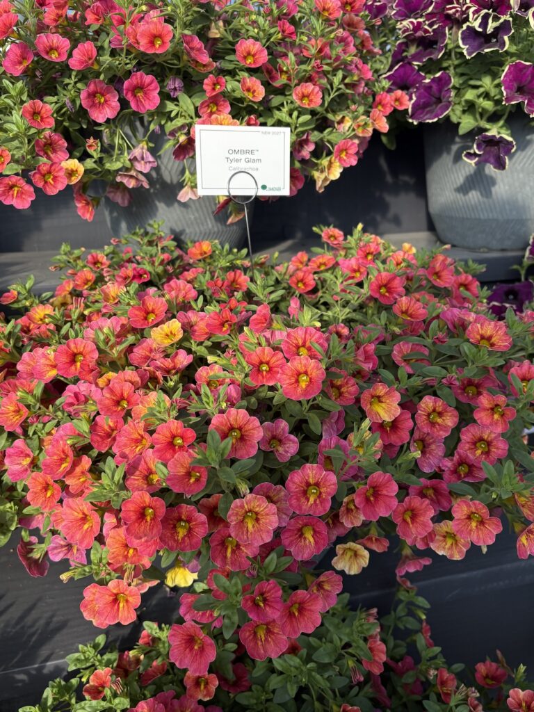 display of flowering red plants