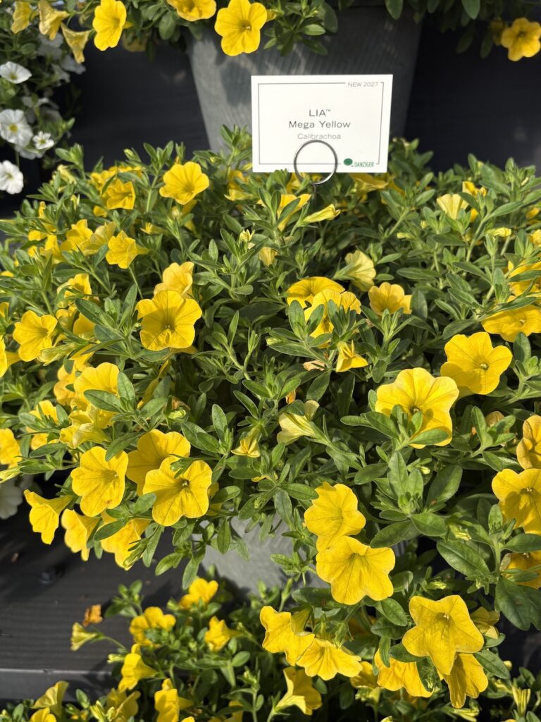 potted yellow calibrachoa 
