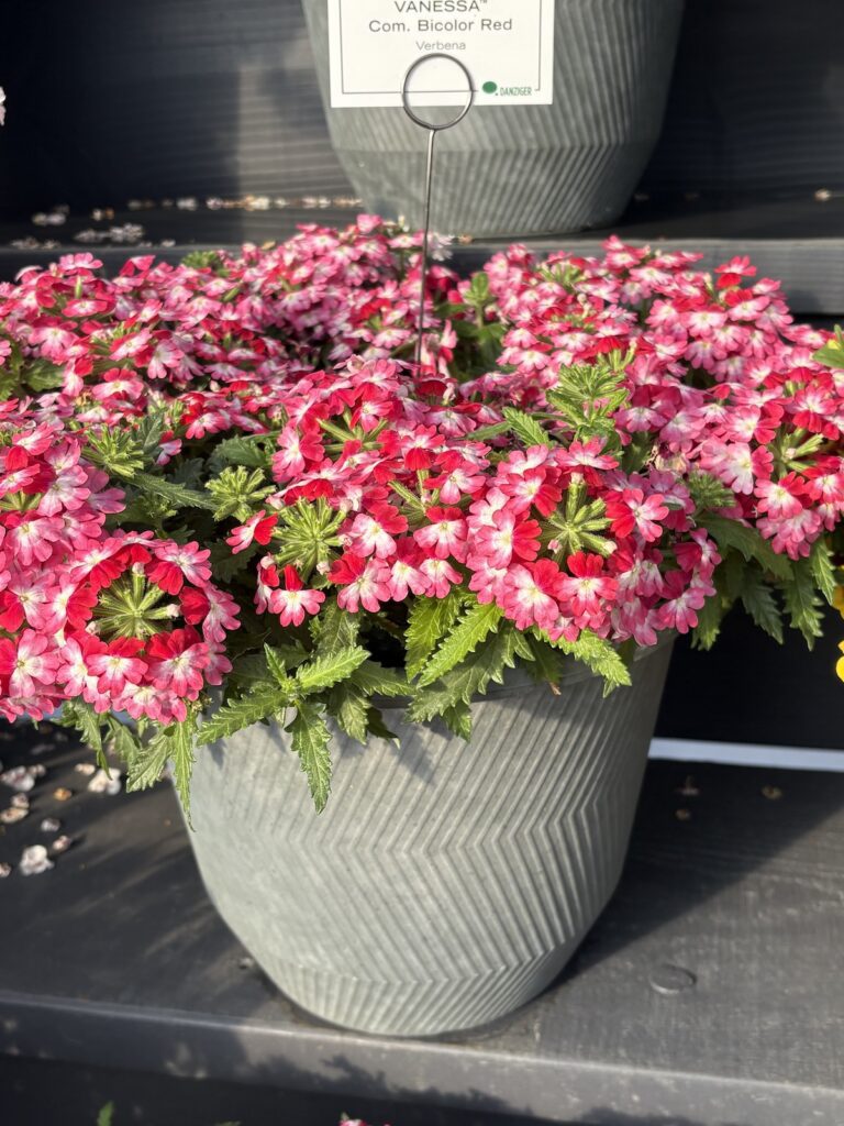 display of flowering pink plants